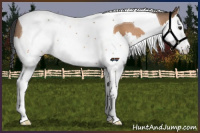 Horse Color:Brown Dun Splash Tobiano 