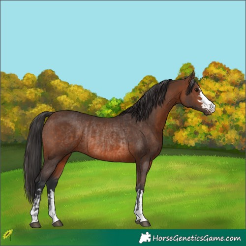 Horse Color:Brown Rabicano  and Brown Rabicano 