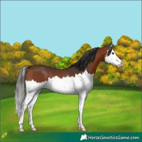 Horse Color:Bay Splash 