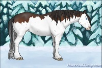 Horse Color:Bay Splash