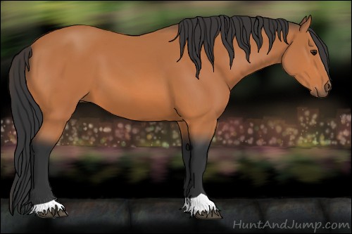 Horse Color:Unknown 