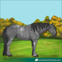 Horse Color:Black 