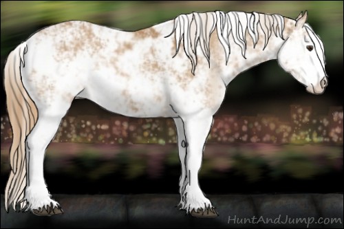 Horse Color:Chestnut Sabino