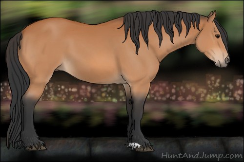 Horse Color:Unknown 
