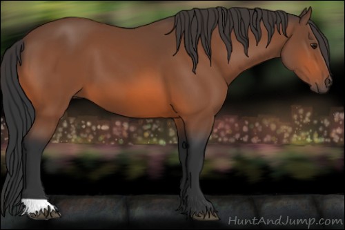 Horse Color:Unknown 