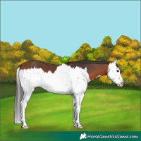 Horse Color:Bay Splash 