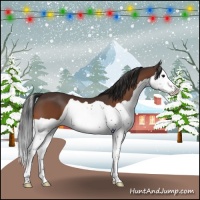 Horse Color:Bay Splash 