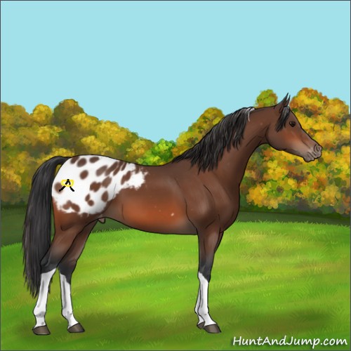 Horse Color:Bay Tobiano Appaloosa 