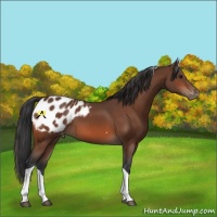 Horse Color:Bay Tobiano Appaloosa 