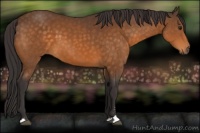 Horse Color:Buckskin Sabino