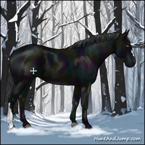Horse Color:Midnight Black 