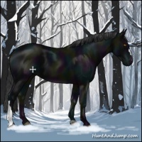 Horse Color:Midnight Black 