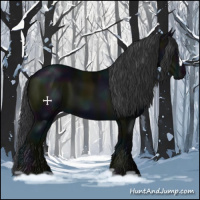 Horse Color:Midnight Black