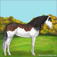 Horse Color:Brown Splash 