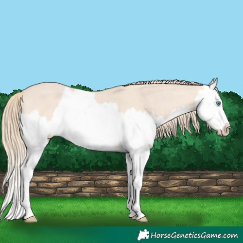 Horse Color:Perlino Splash