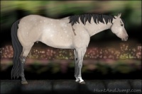 Horse Color:Bay Dun Mushroom Rabicano