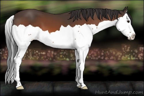 Horse Color:Bay Splash 