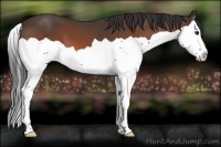 Horse Color:Bay Splash 