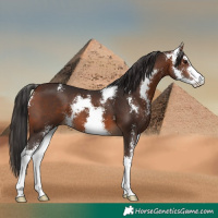 Horse Color:Bay Sabino 