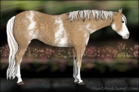 Horse Color:White Spotted Silver Smoky Black Splash 