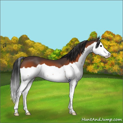 Horse Color:Bay Splash 