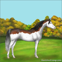 Horse Color:Bay Splash 