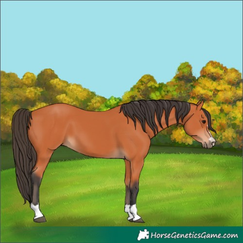 Horse Color:Bay 