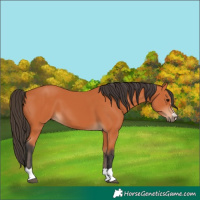 Horse Color:Bay 