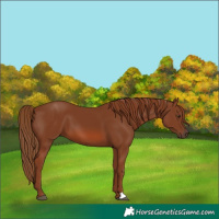 Horse Color:Chestnut 