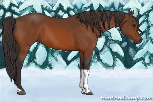 Horse Color:Buckskin Tobiano 