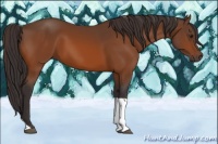 Horse Color:Buckskin Tobiano 