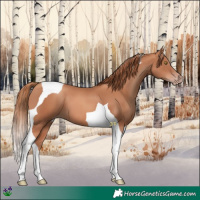 Horse Color:Gold Champagne Tobiano 