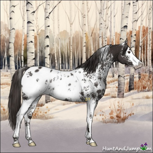 Horse Color:White Spotted Liver Chestnut Sabino Appaloosa Rabicano 