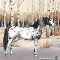 Horse Color:White Spotted Liver Chestnut Sabino Appaloosa Rabicano 