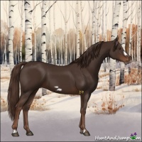 Horse Color:Liver Chestnut Frame 