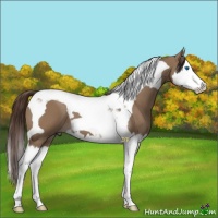 Horse Color:Liver Red Dun Splash Tobiano 