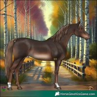 Horse Color:Liver Chestnut 