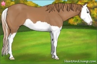 Horse Color:Chestnut Splash 
