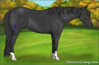 Horse Color:Smoky Black