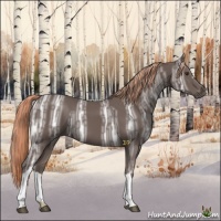 Horse Color:Liver Chestnut Ice