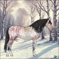 Horse Color:Bay Ice 