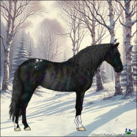 Horse Color:Midnight Black Varnish Rabicano