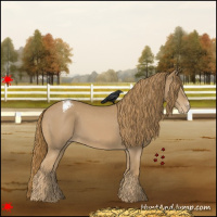 Horse Color:Chestnut Appaloosa 