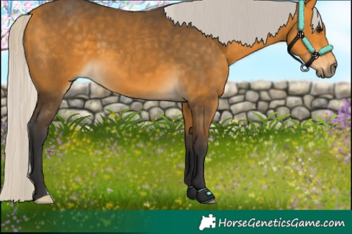 Horse Color:Silver Buckskin 