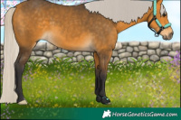 Horse Color:Silver Buckskin 