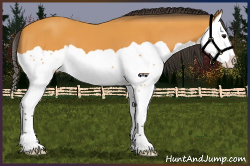 Horse Color:Buckskin Splash
