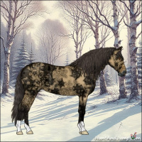 Horse Color:Buckskin Ice Dun 