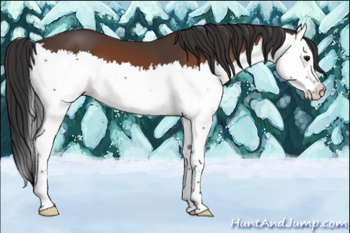 Horse Color:Bay Splash 