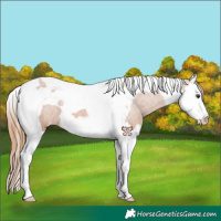 Horse Color:Chestnut Splash Tobiano Appaloosa 