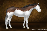 Horse Color:Bay Splash 